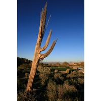 An aging Saguaro cactus sits beside the 14th hole at SunRidge Canyon. 