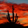 Cactus Sunset